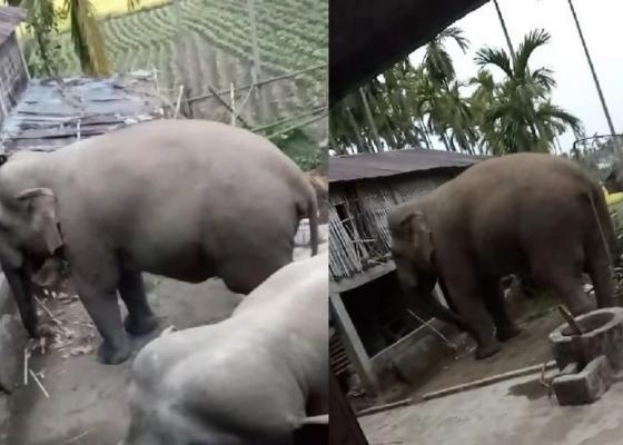 हात्तीको बथान झापा प्रवेशः सुरक्षित रहन आग्रह