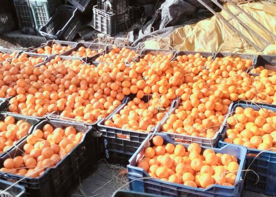 धरानमा ६१ करोडको सुन्तला कारोबार