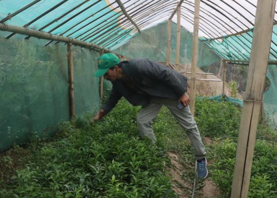 भोजपुरको वैकुण्ठेमा सुन्तला–कागती फलफूल सिकाइ केन्द्र स्थापना