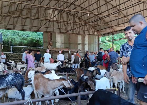 धरानमा दशैं अवधीमा  ९ हजार ५ सय खशी बोका विक्रि 