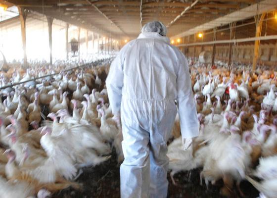 झापामा 'बर्ड फ्लुु' प्रकोपः पक्षीजन्य वस्तु ओसार–पसारमा रोक झापामा 'बर्ड फ्लुु' प्रकोपः पक्षीजन्य वस्तु ओसार–पसारमा रोक