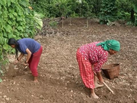 भोजपुरका किसानलाई हिउँदे आलु रोप्न चटारो