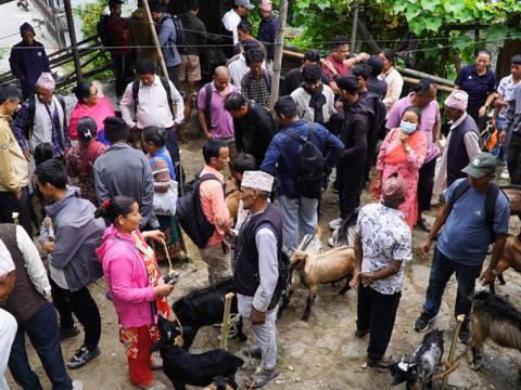 धनकुटाका हाटबजारमा दशैँको रौनक: खसीबोकाको माग उच्च, व्यापारमा उत्साह